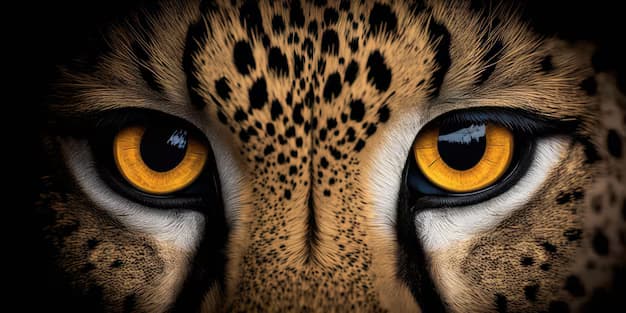 Mirada del guepardo